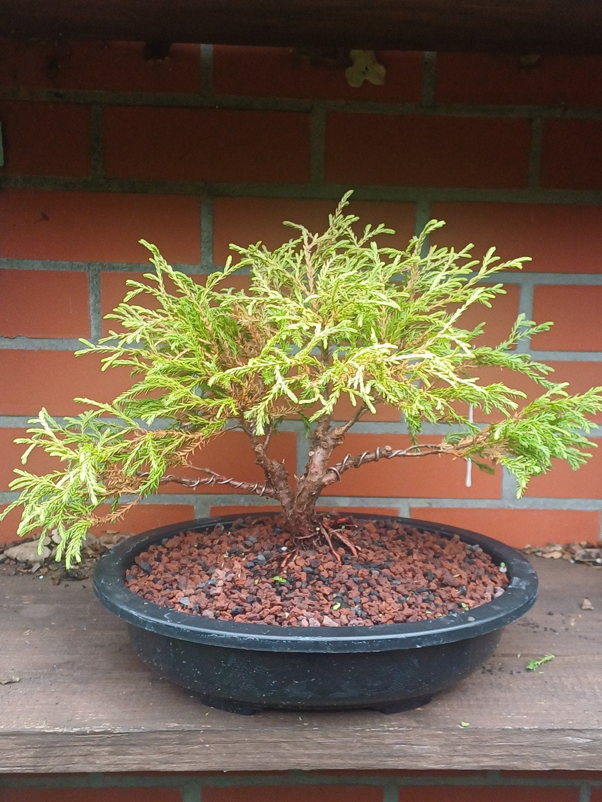 1 bonsai, Enlèvement