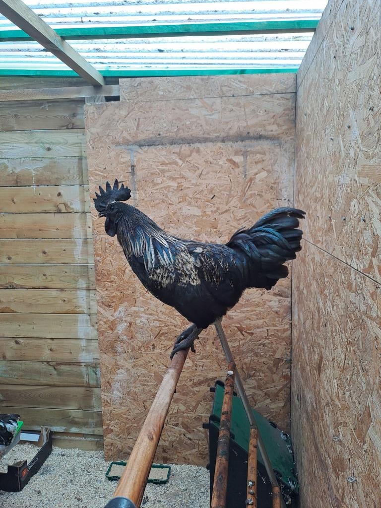 Ayam Cemani Haan