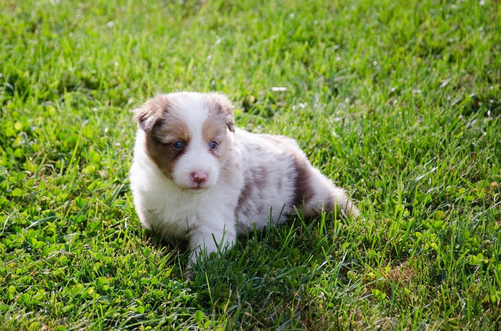 Border collie pups geboren op boerderij, Dieren en Toebehoren, België, Particulier, Reu, CDV (hondenziekte)