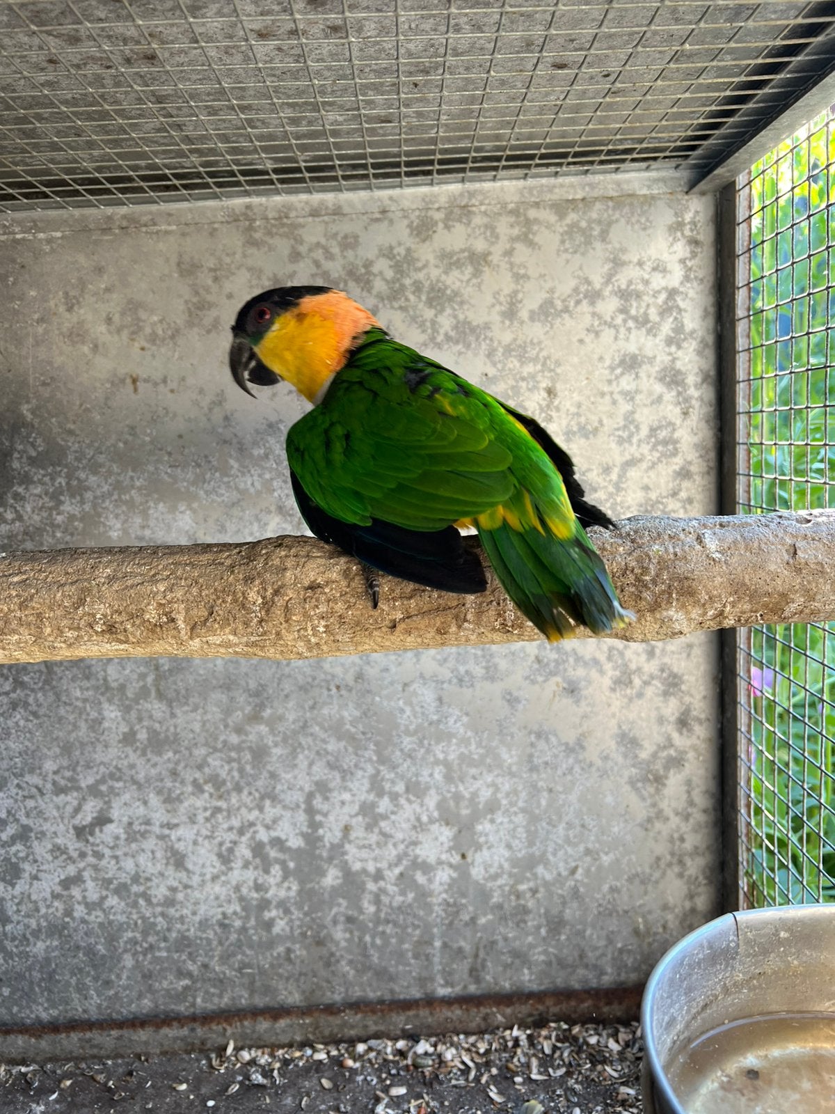 Caique palide, Mâle, Perroquet, Bagué