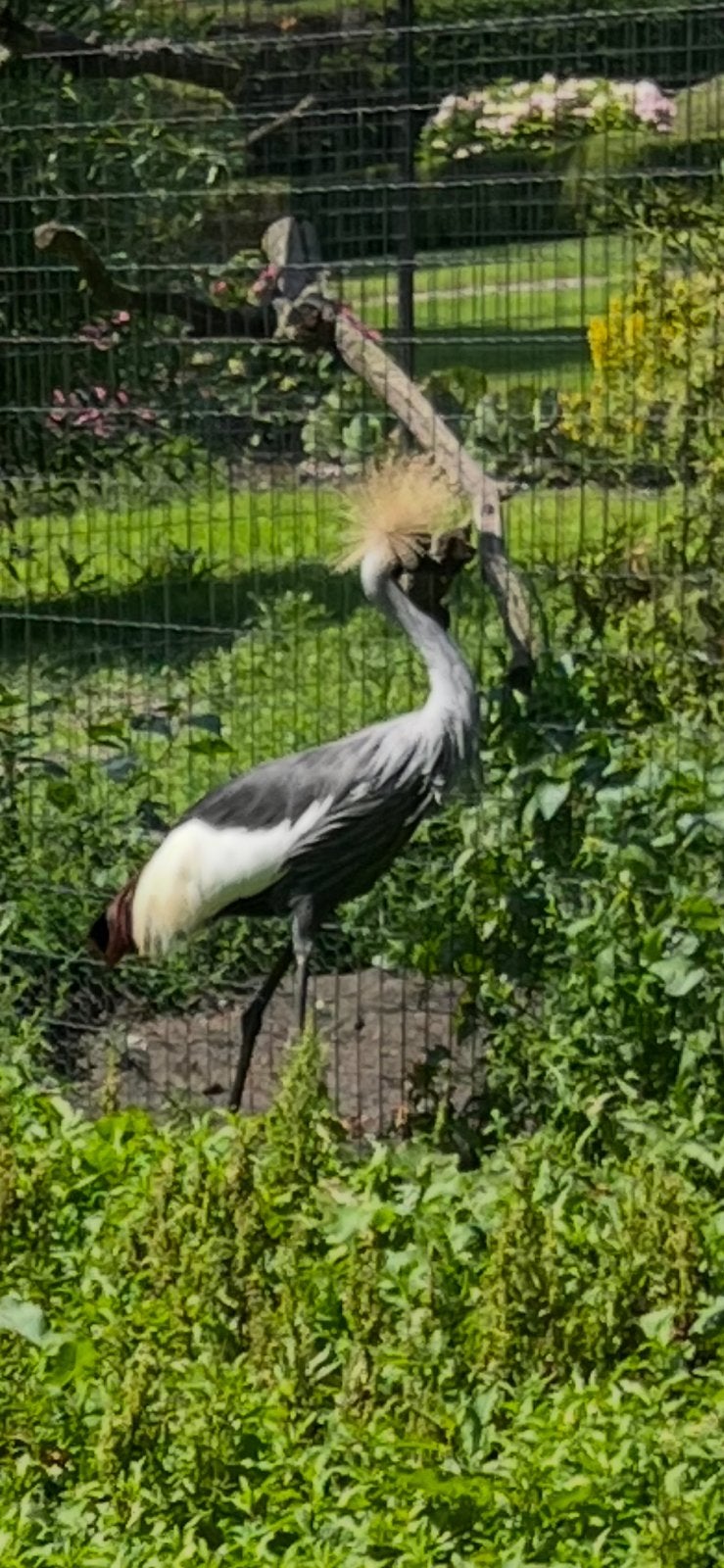 Te koop kroonkraan vogel