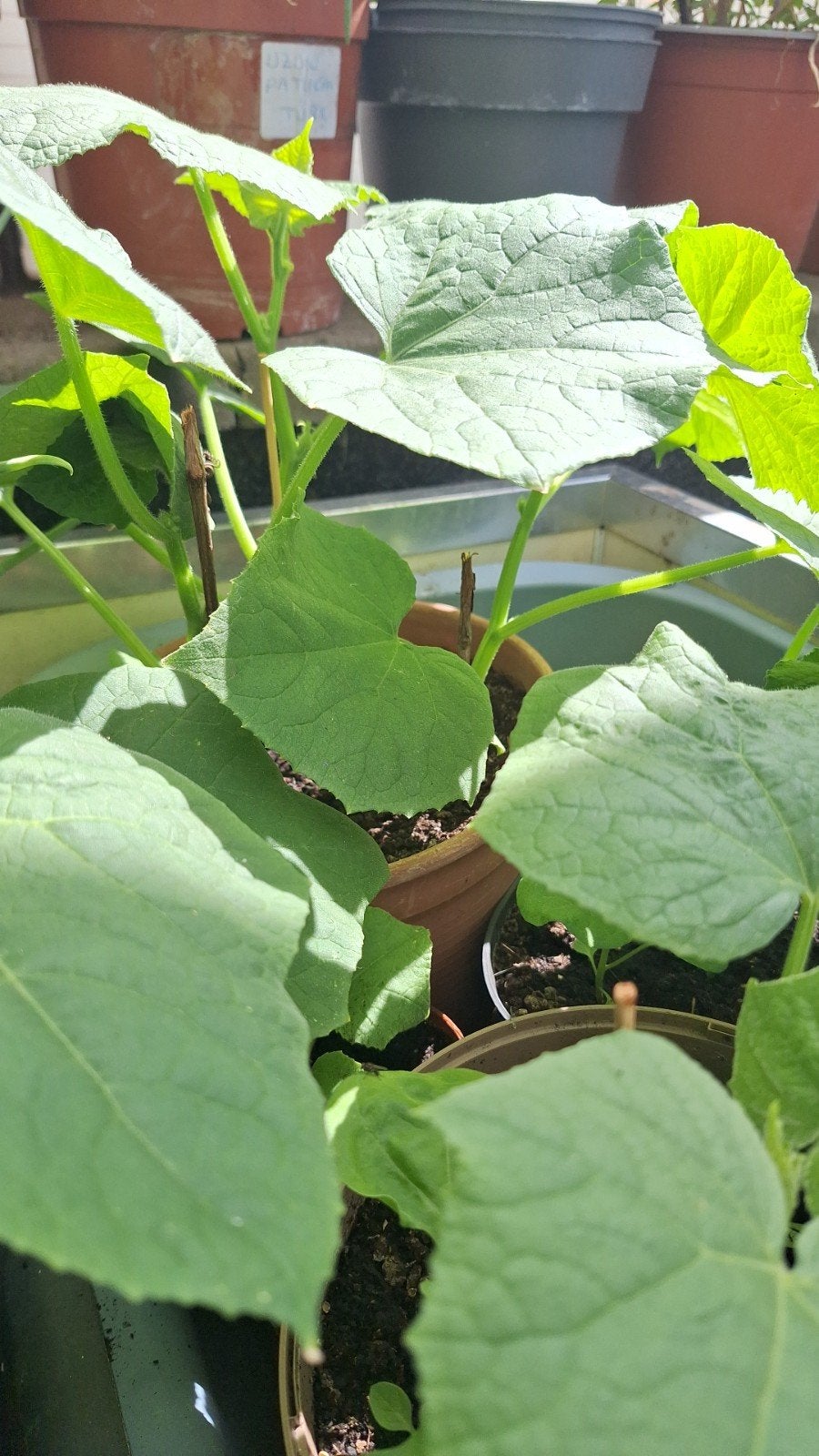 Komkomer planten, Tuin en Terras, Ophalen of Verzenden