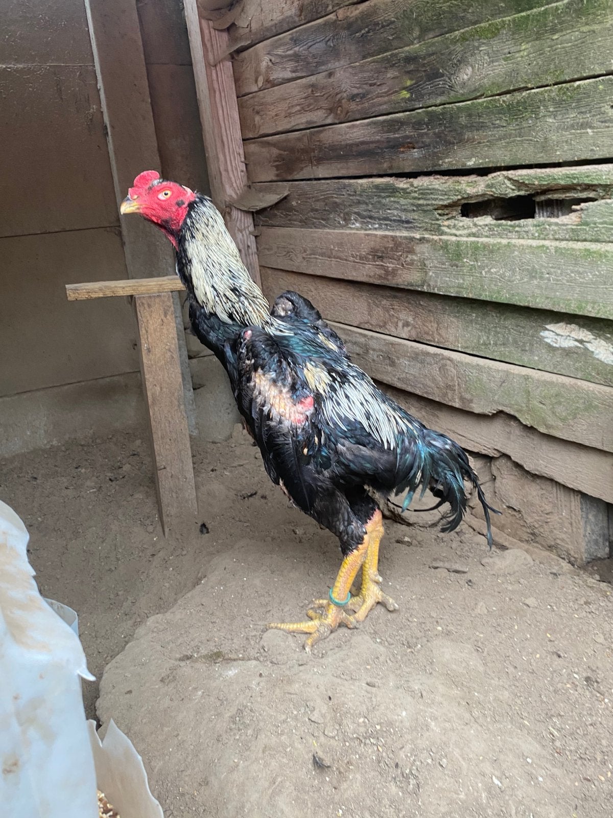 Verschillende shamo hanen ook hennen te koop, Dieren en Toebehoren, Pluimvee