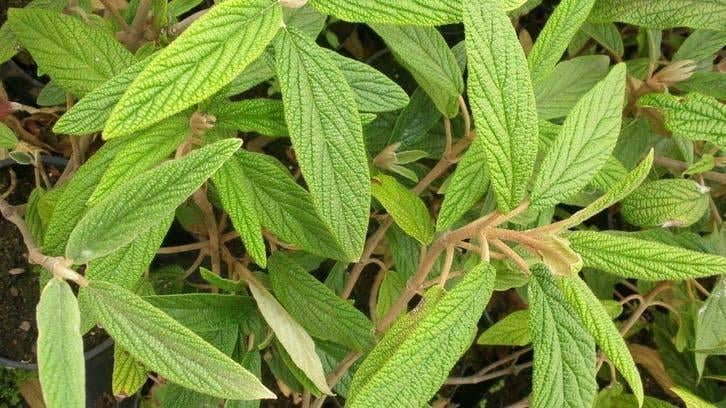 Viburnum Rhytidophyllum — Feuilles persistantes à grandes