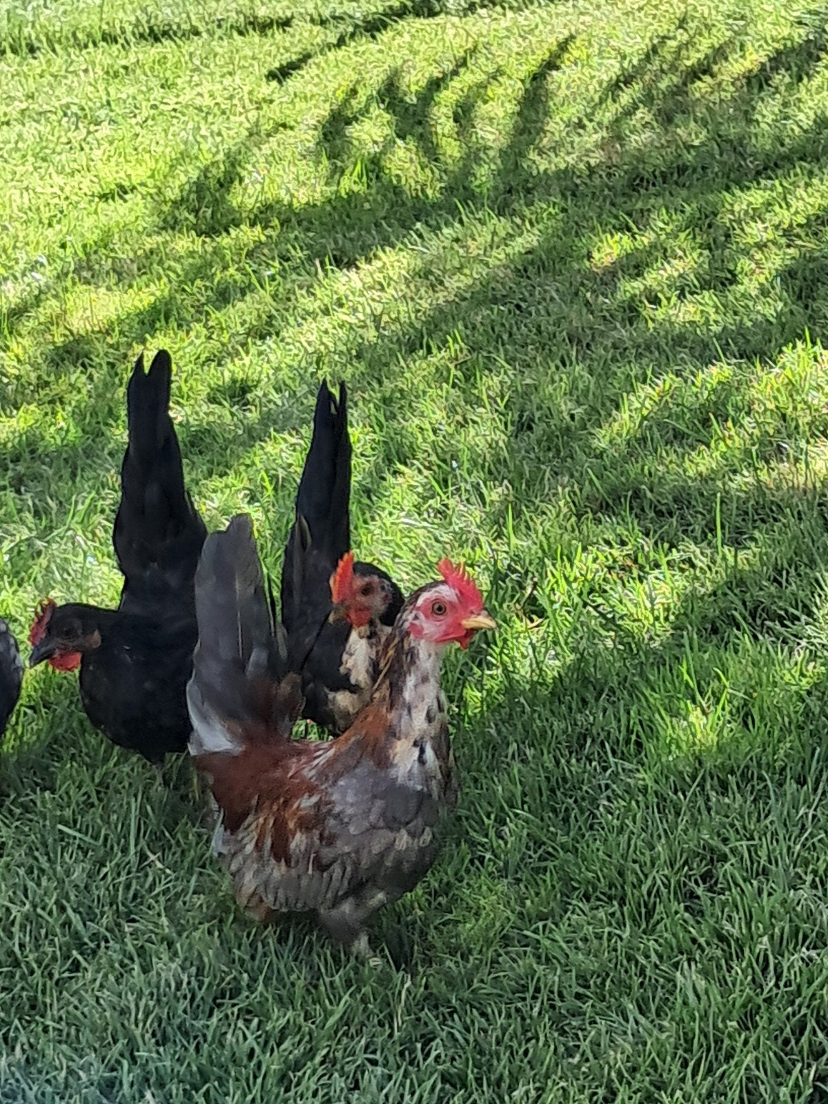 Serama haantjes, Dieren en Toebehoren, Pluimvee