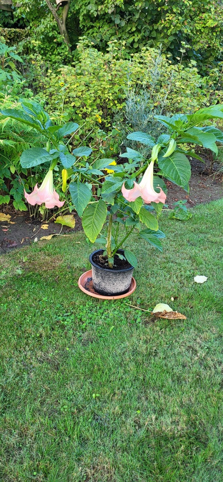 grote brugmansia roze en geel, Tuin en Terras, Ophalen