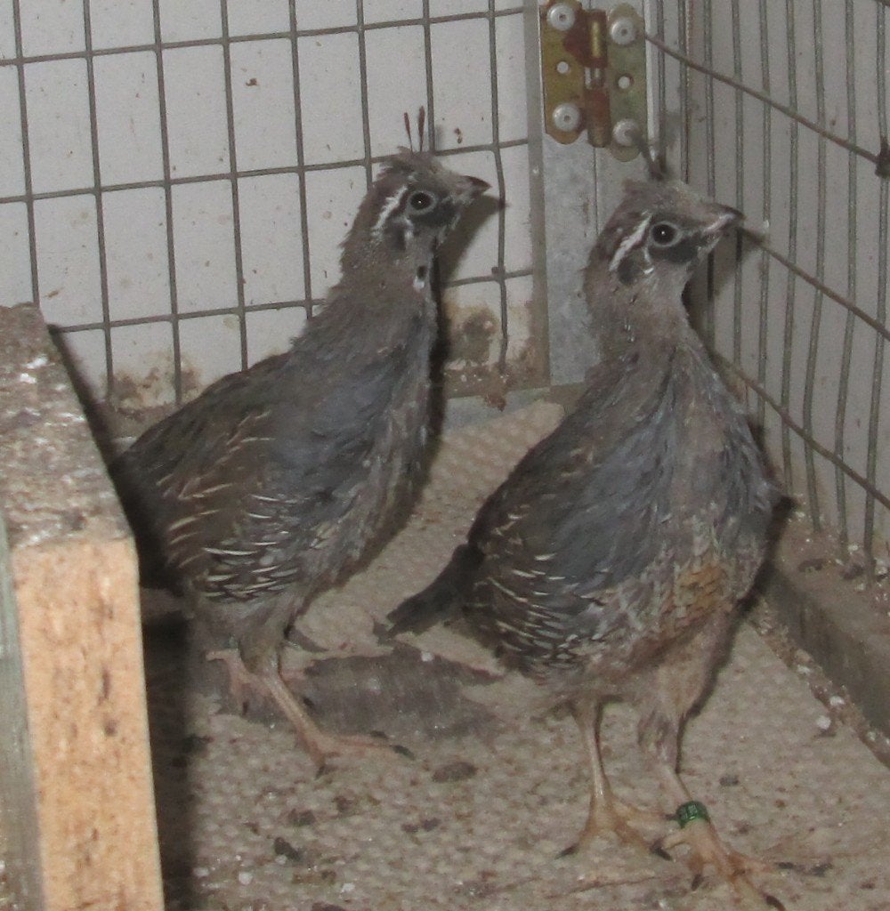 californische kuifkwartels, Dieren en Toebehoren, Meerdere dieren, Overige soorten