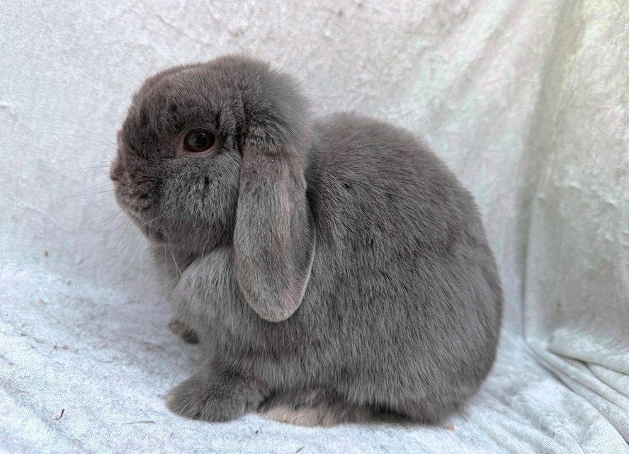 Prachtig mooie jonge lieve raszuivere lilac Minilop voedster, Vrouwelijk, Klein, Hangoor, 0 tot 2 jaar
