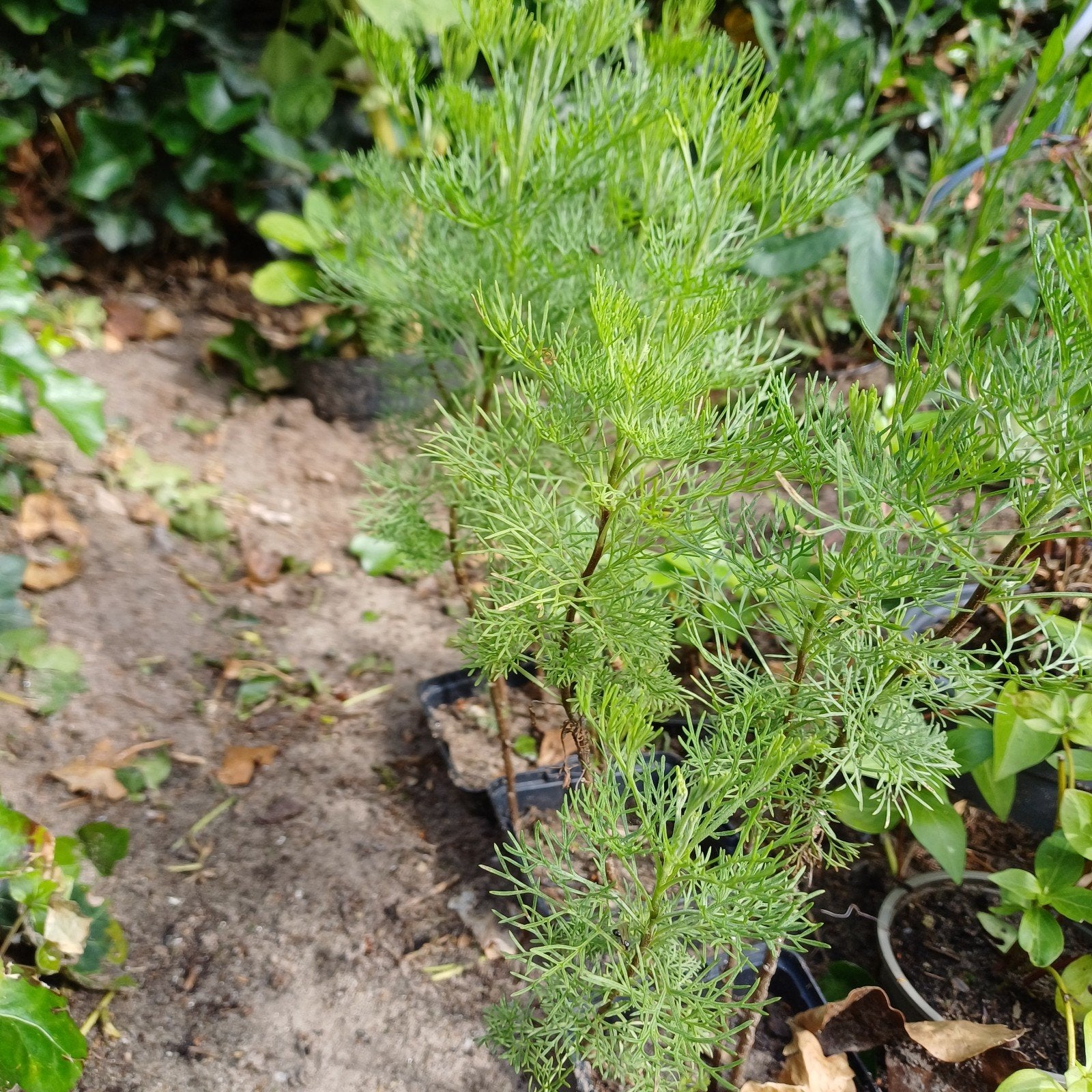 Citroenkruid, Tuin en Terras, Planten | Tuinplanten, Ophalen