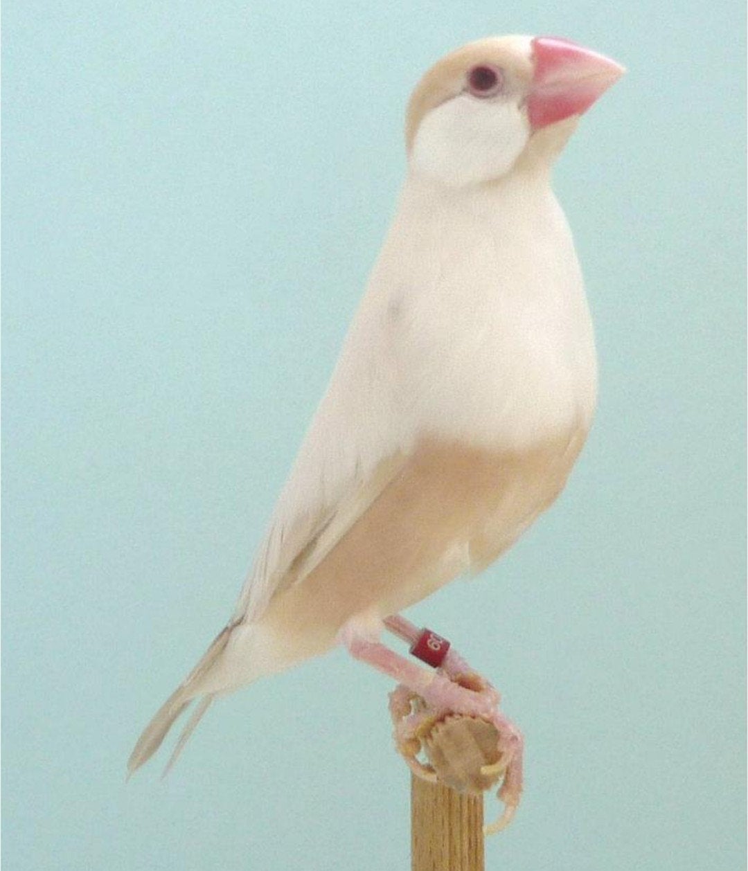 Cherche padda brun pastel, Dieren en Toebehoren, Vogels | Kanaries