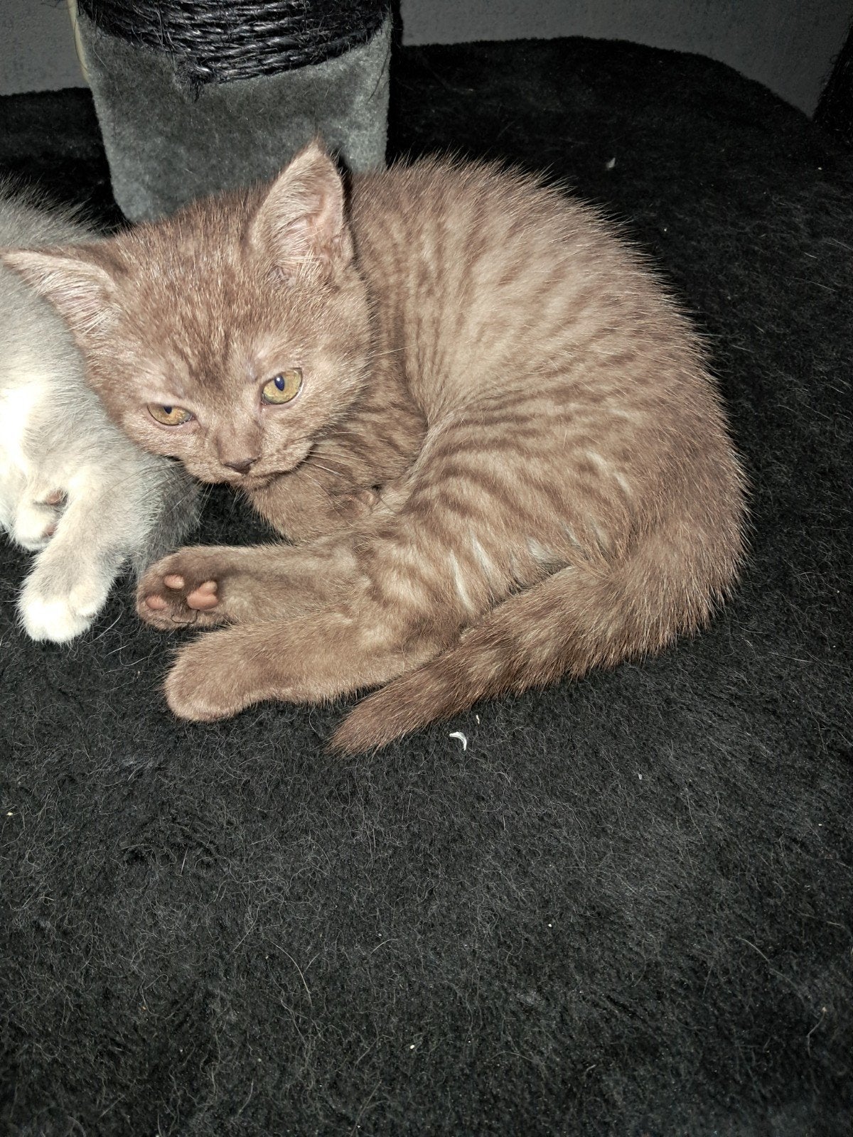 3Brits korthaar kittens. Bruin maar worden donkerder  bruin, Dieren en Toebehoren, Katten en Kittens | Raskatten | Korthaar, Gechipt