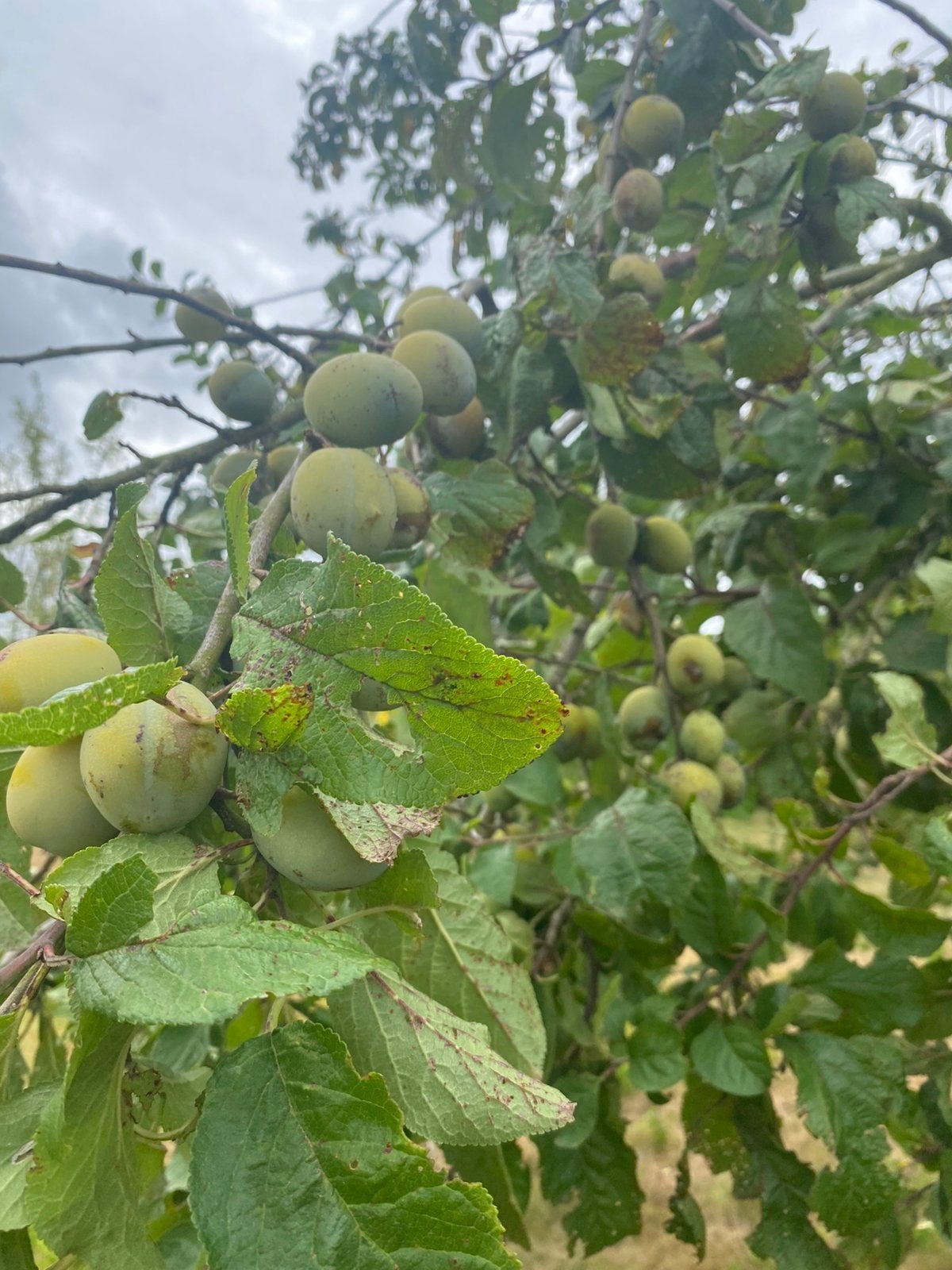 Prunes bio sans pesticides bien sucrées, Jardin & Terrasse, Enlèvement