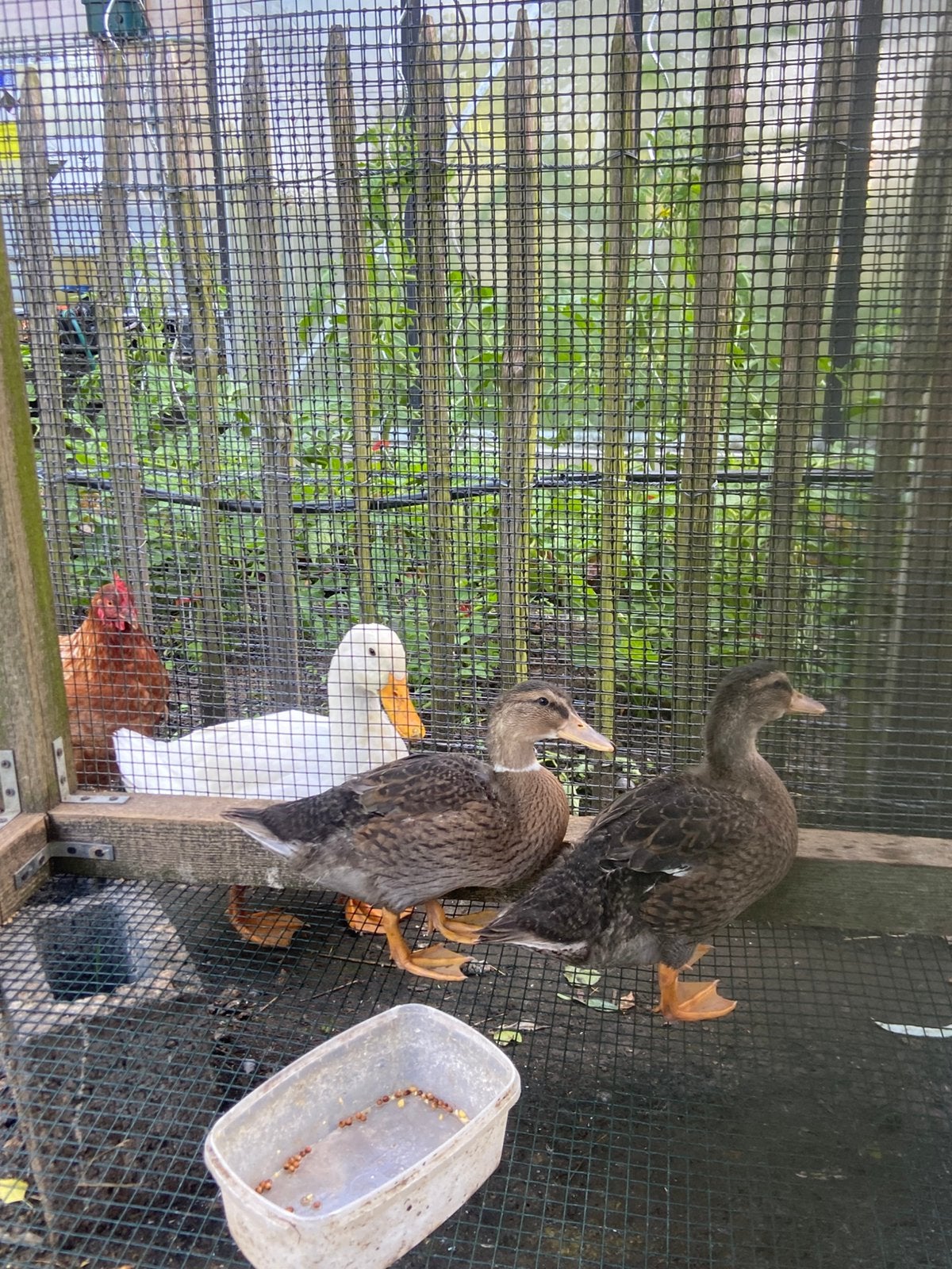 Canard colvert, Canard
