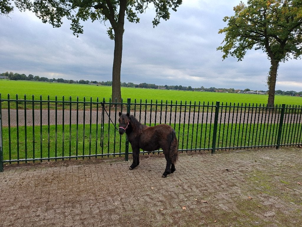 Mini friesje, Dieren en Toebehoren, Hengst, A pony (tot 1.17m), Gechipt, 0 tot 2 jaar