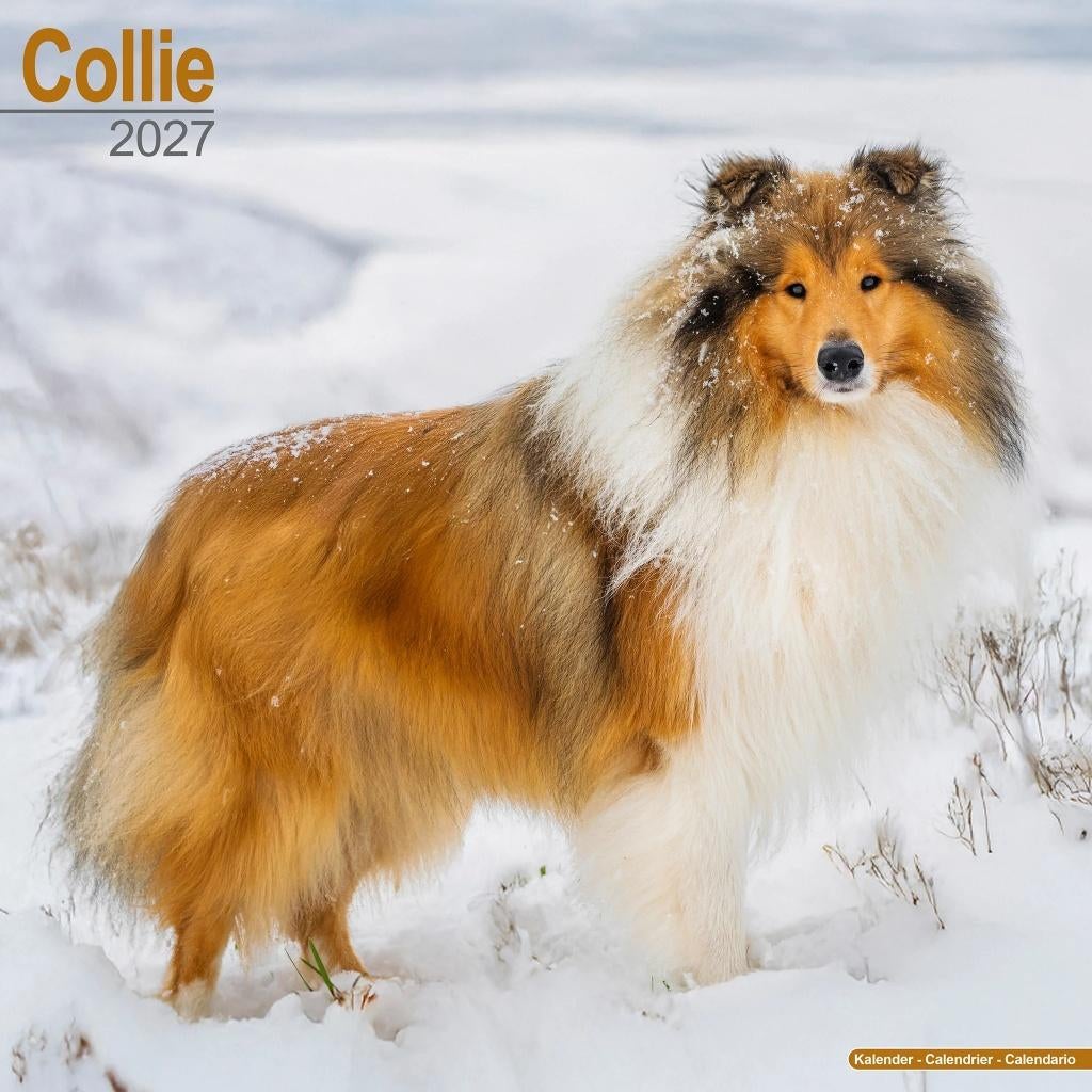Calendrier Collie 2027 en précommande, Divers, Calendriers, Envoi, Calendrier annuel, Neuf