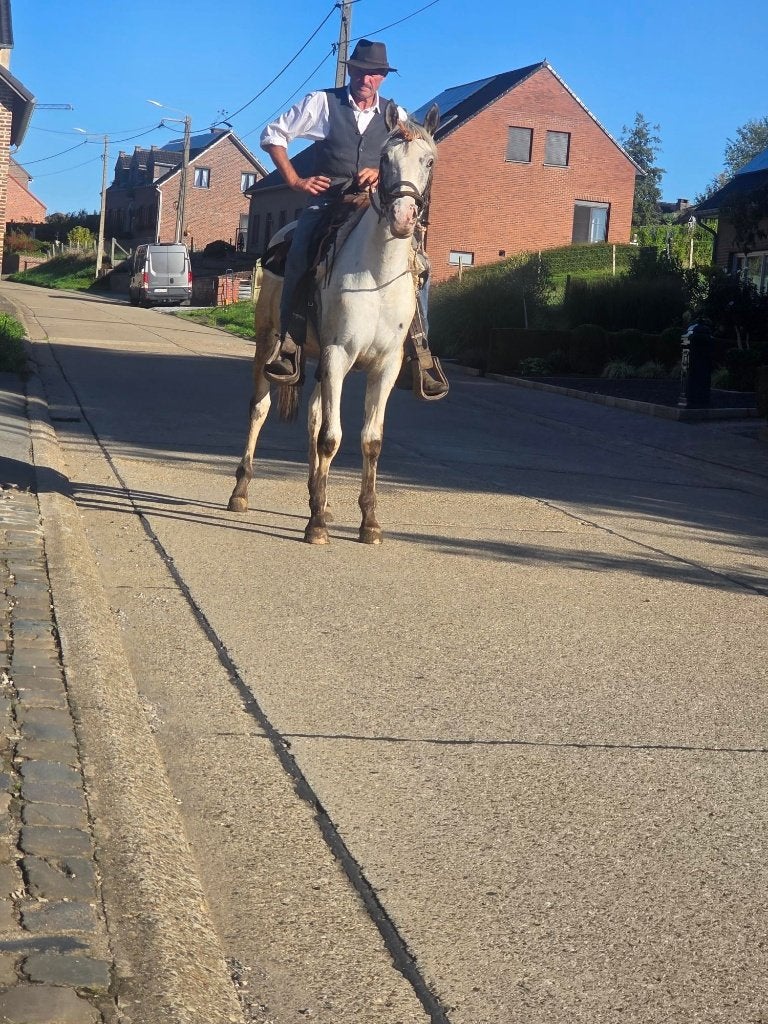 recreatie paard, Dieren en Toebehoren, Gechipt, Ruin, Zadelmak, 3 tot 6 jaar