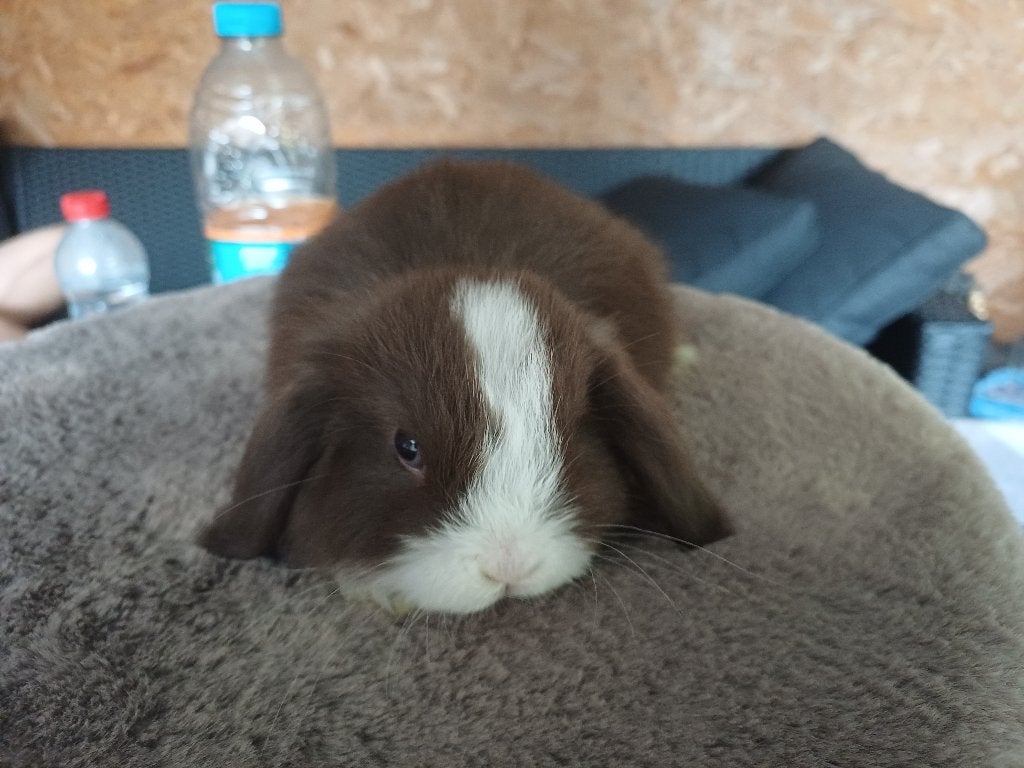 Bruin bont nhd/minilop rammetje, Mannelijk, Dwerg, Hangoor, 0 tot 2 jaar
