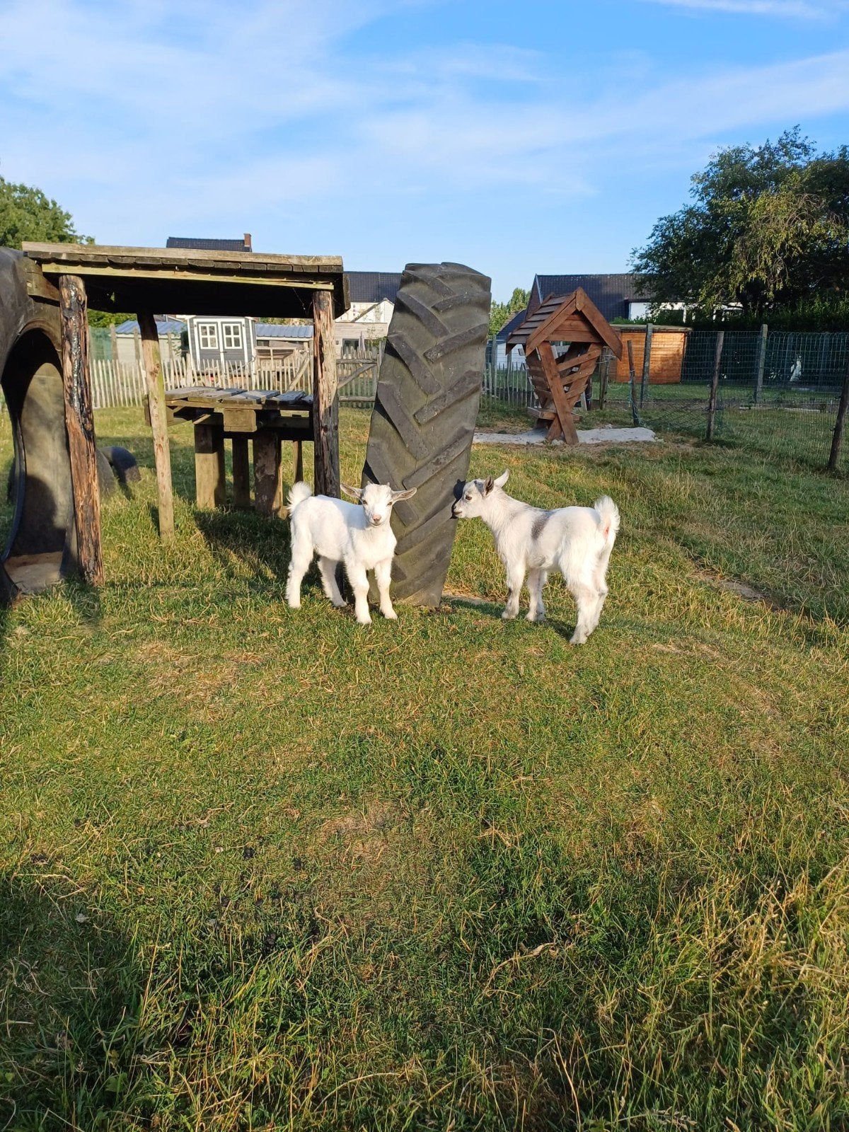 3 geitenbokjes, Dieren en Toebehoren, Schapen, Geiten en Varkens