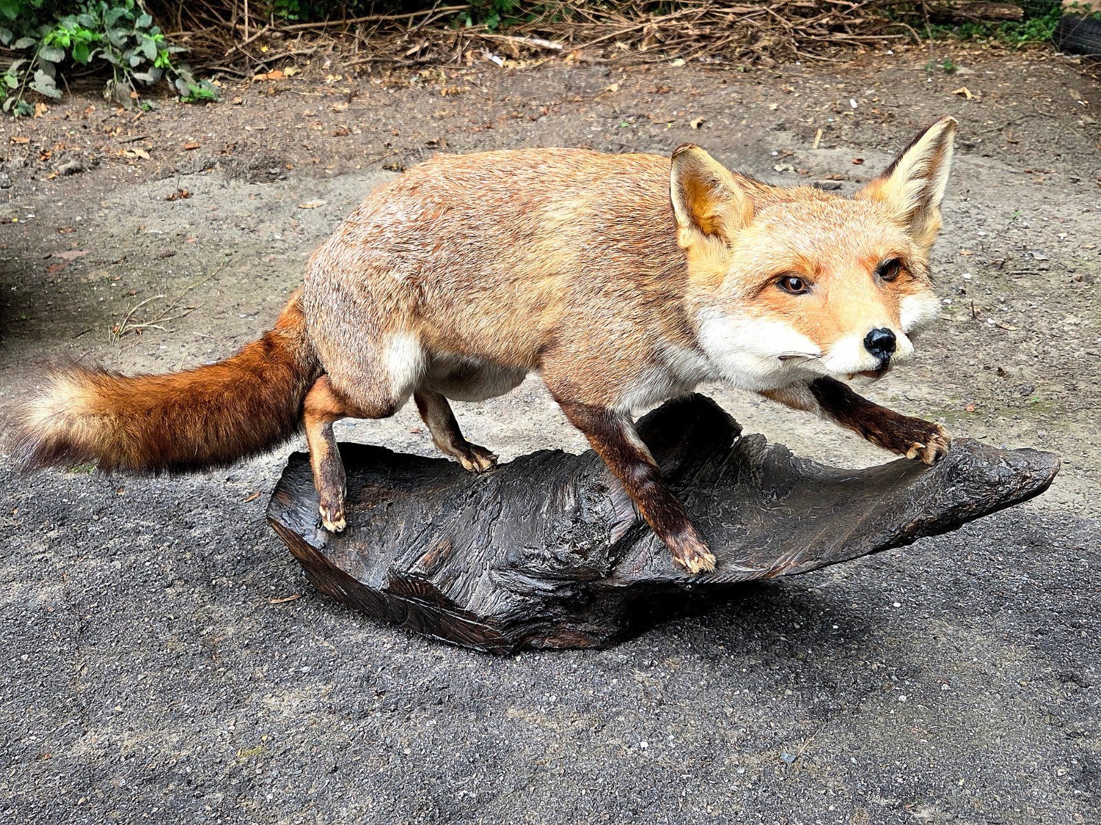 taxidermie renard empaillé cabinet de curiosité, Enlèvement