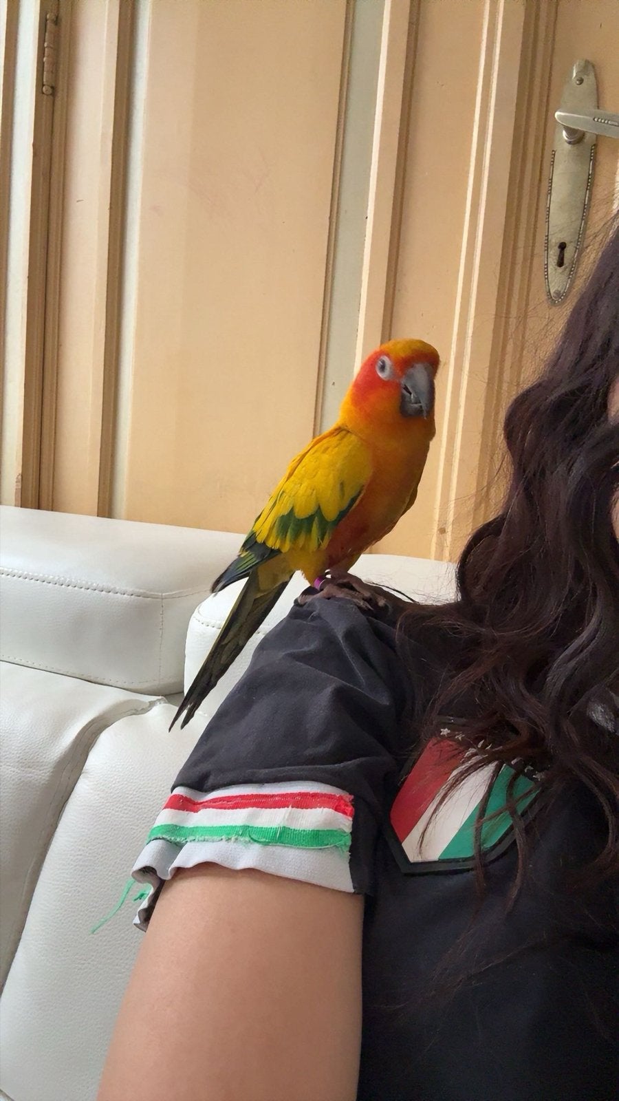 Conure soleil EAM, Mâle, Perroquet, Bagué
