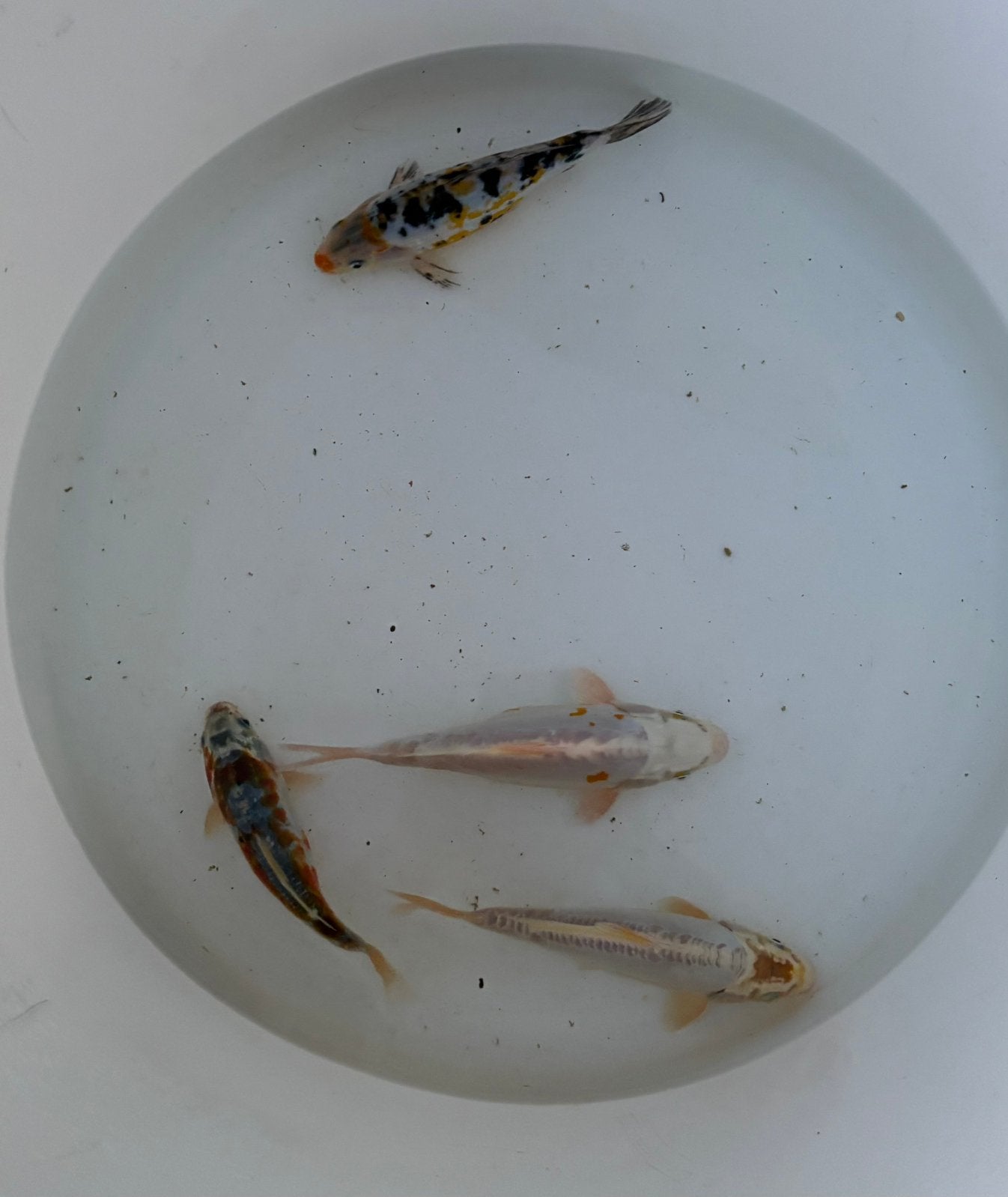 18 koi uit eigen kweek (prijs voor groep samen), Karper of Koi