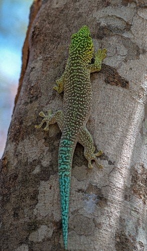 Standing daggekko’s (Phelsuma standingi) nk2026, Amphibien