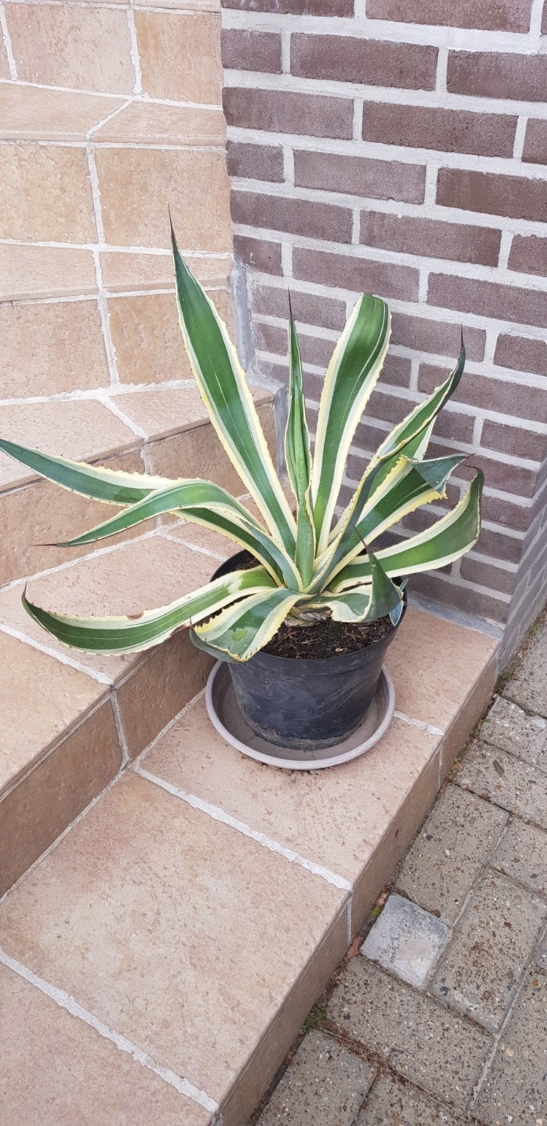 agaeven americana te koop, Tuin en Terras, Ophalen