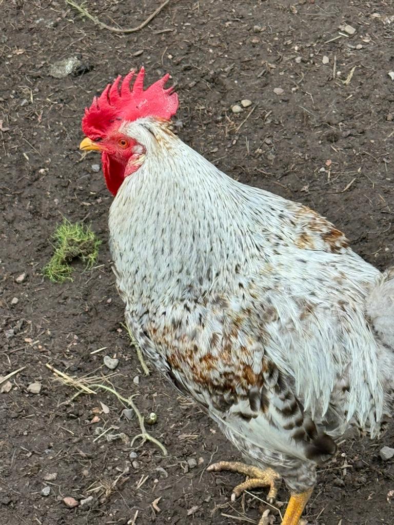 Cream legbar Haan + 3 kippen, Dieren en Toebehoren, Pluimvee, Meerdere dieren, Kip