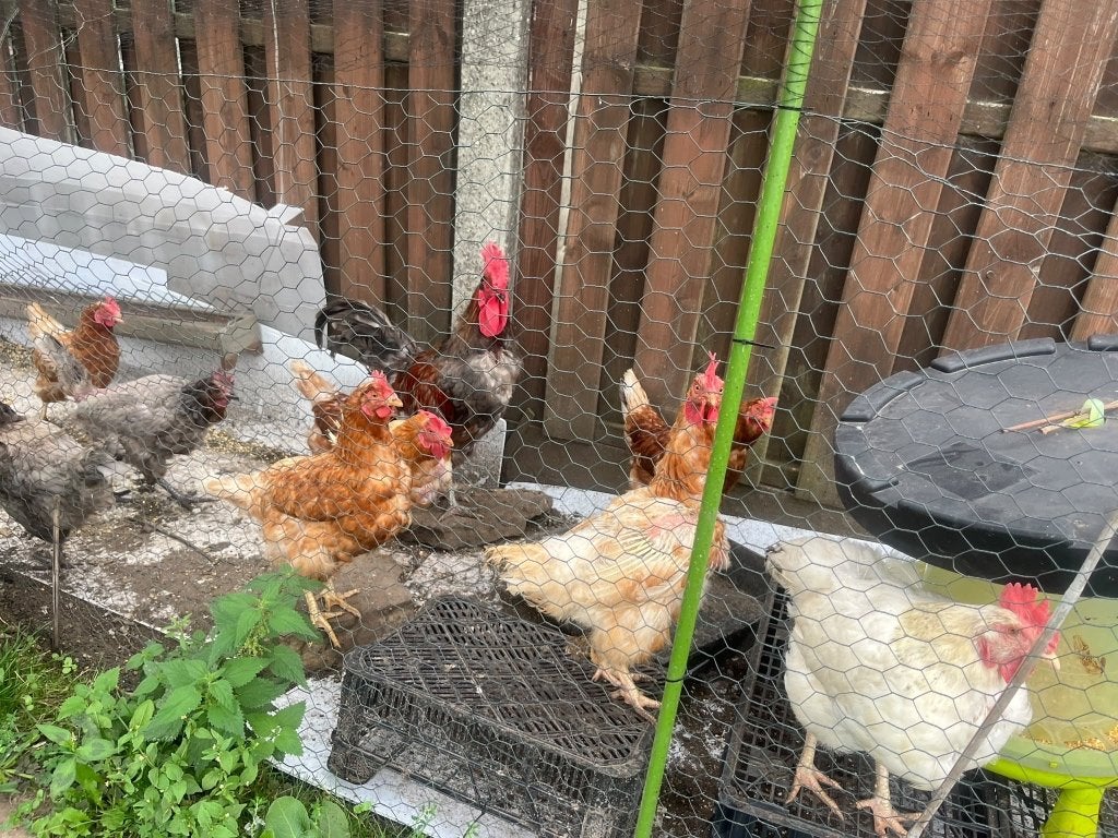 Des poules pondeuses et un coq, Enlèvement
