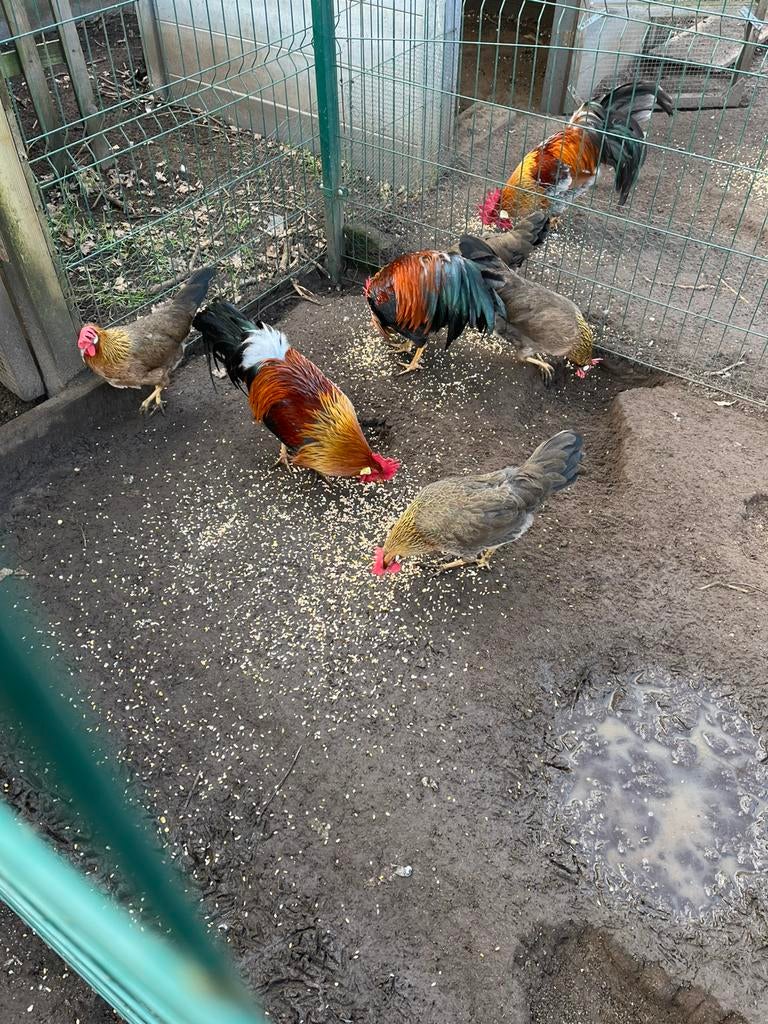 Broedeieren leghorn goudpatrijs, Dieren en Toebehoren, Kip