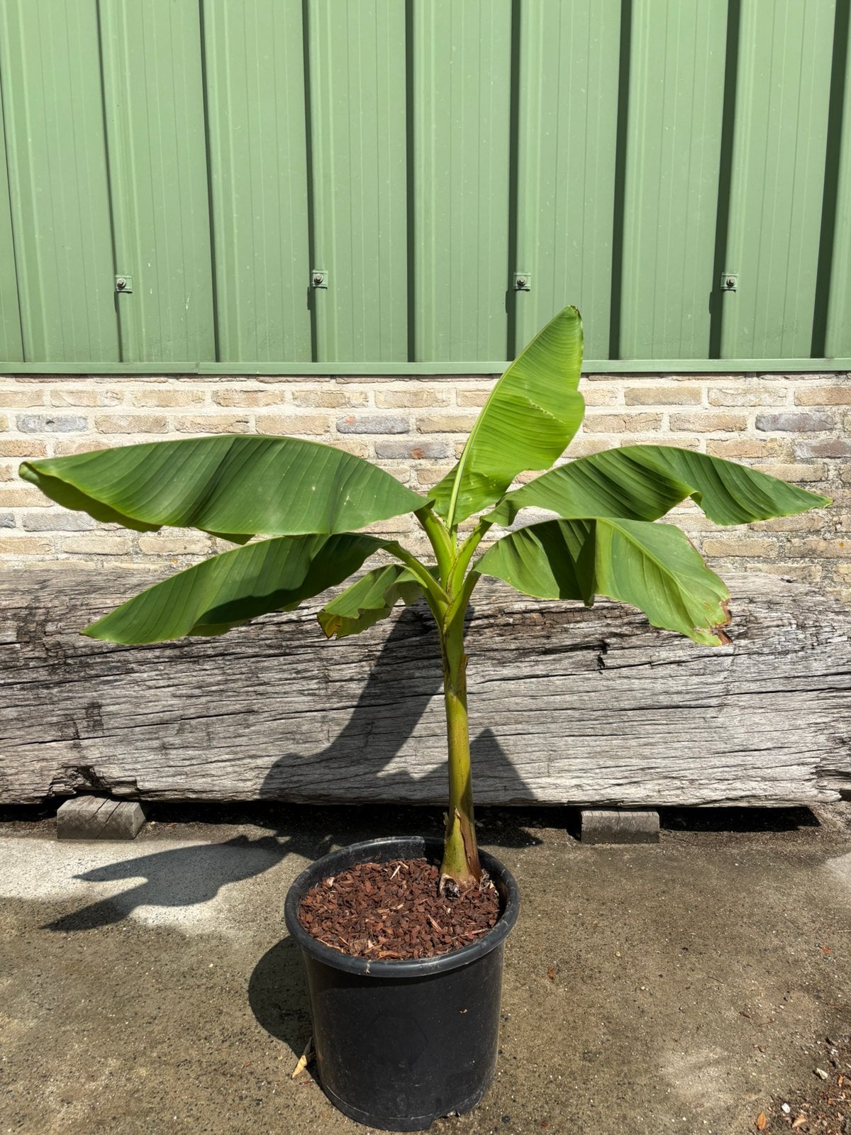 Mooie bananenplant in pot, Ophalen