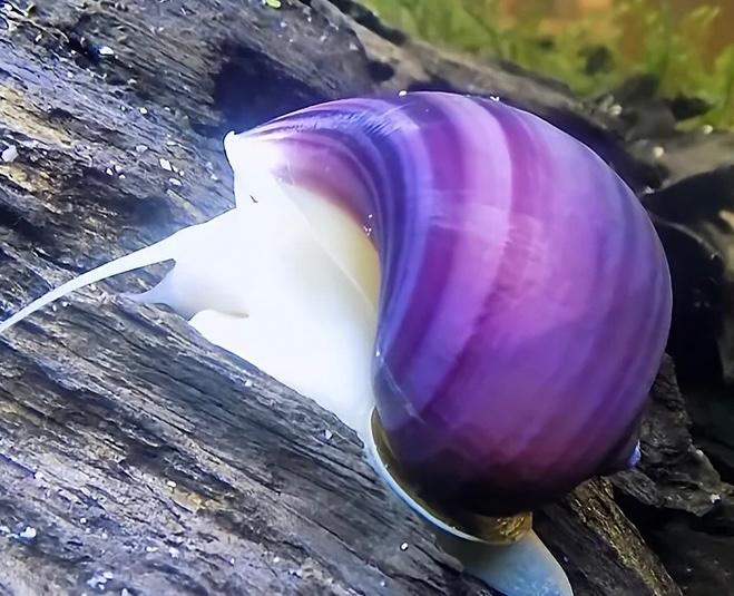 Gezocht appelslak, Slak of Weekdier, Zoetwatervis
