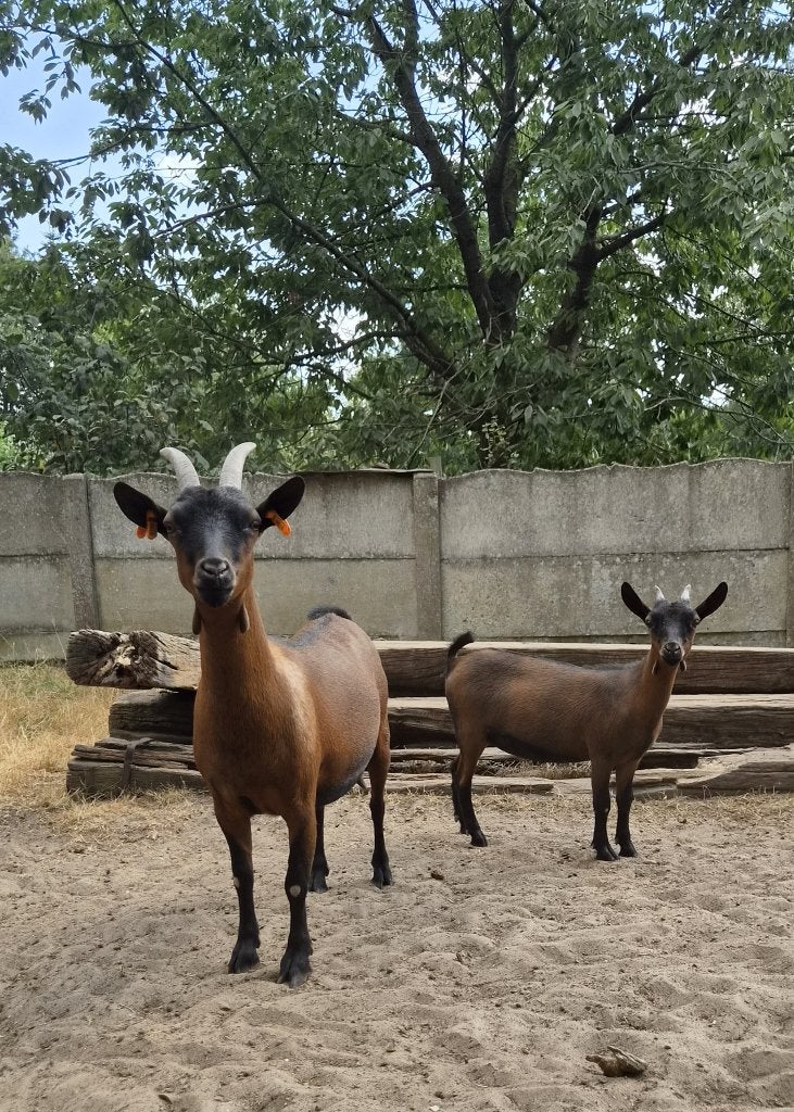 dwerggeit - lammetje met moeder - 2 miekes - bruin, Dieren en Toebehoren, Schapen, Geiten en Varkens, Vrouwelijk, Geit, 0 tot 2 jaar