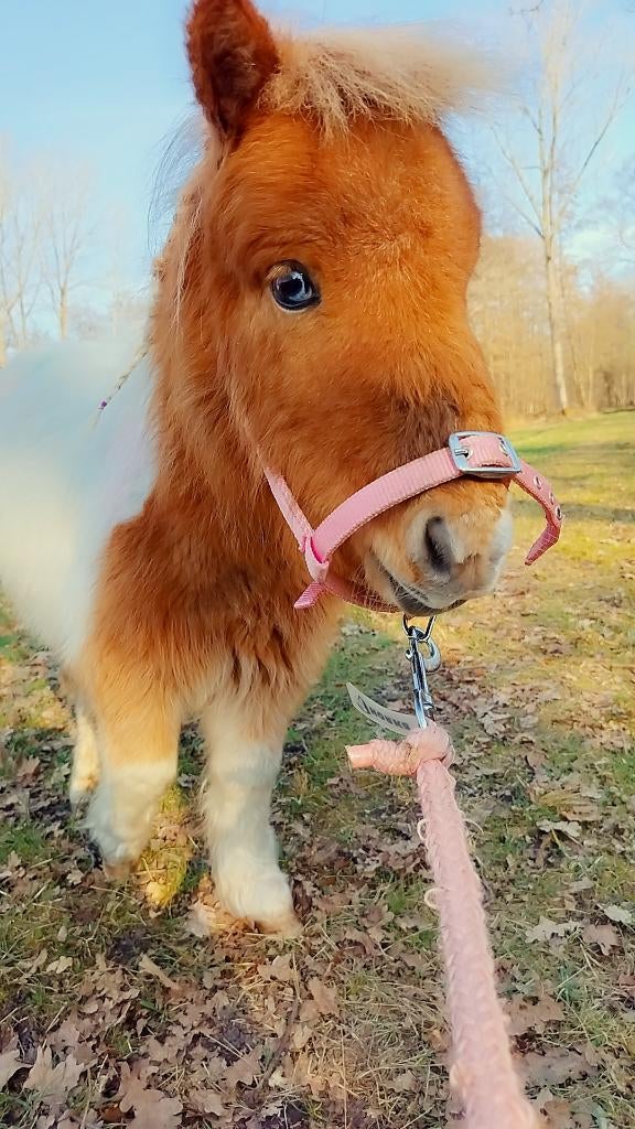 GEZOCHT!! pony trailer, Dieren en Toebehoren, Ophalen, Gebruikt, Overige materialen, 1-paards trailer