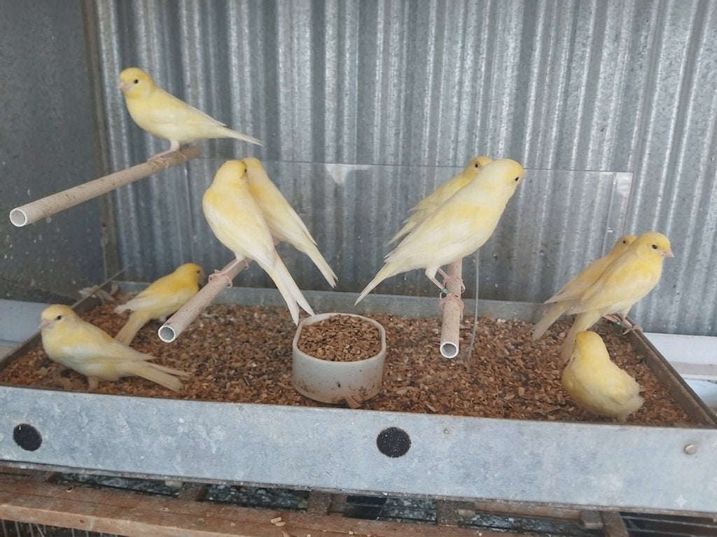 waterslagers kanaries, Meerdere dieren, Zangkanarie