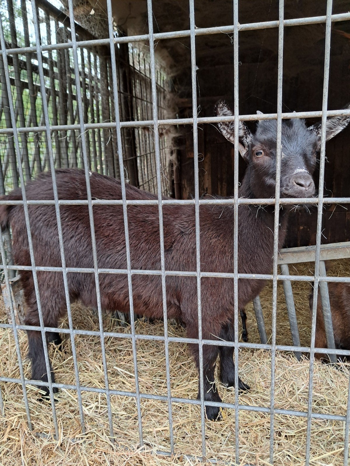 Jonge dwerggeitjes miekes
