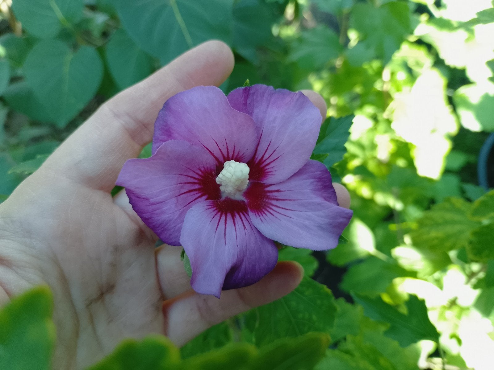 Hibiscus paars en roos, Tuin en Terras, Ophalen, Najaar, Volle zon, Wortelstok