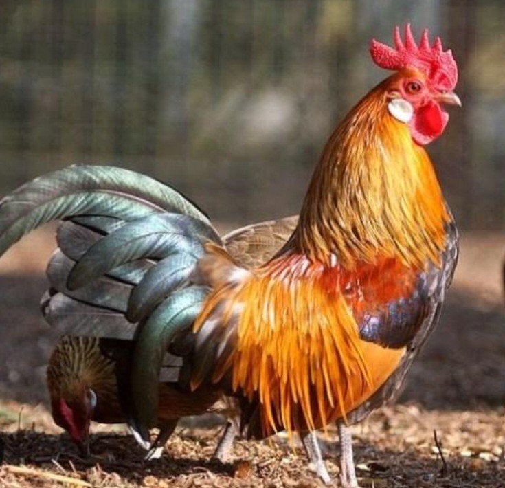 Hollandse krielhaantjes, Dieren en Toebehoren, Pluimvee, Mannelijk, Kip