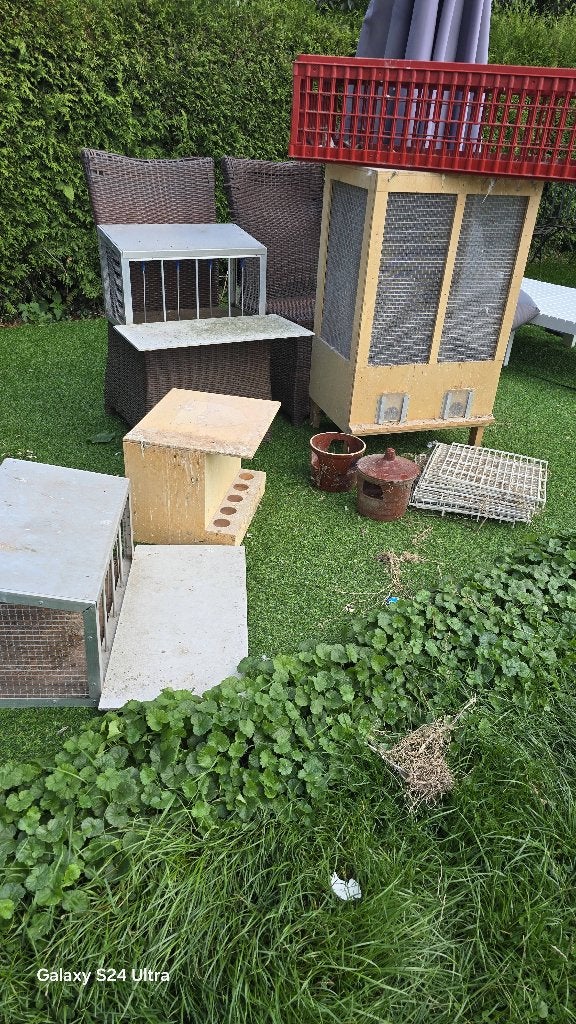 Pigeons, Animaux & Accessoires, Enlèvement ou Envoi, Utilisé, Autres types