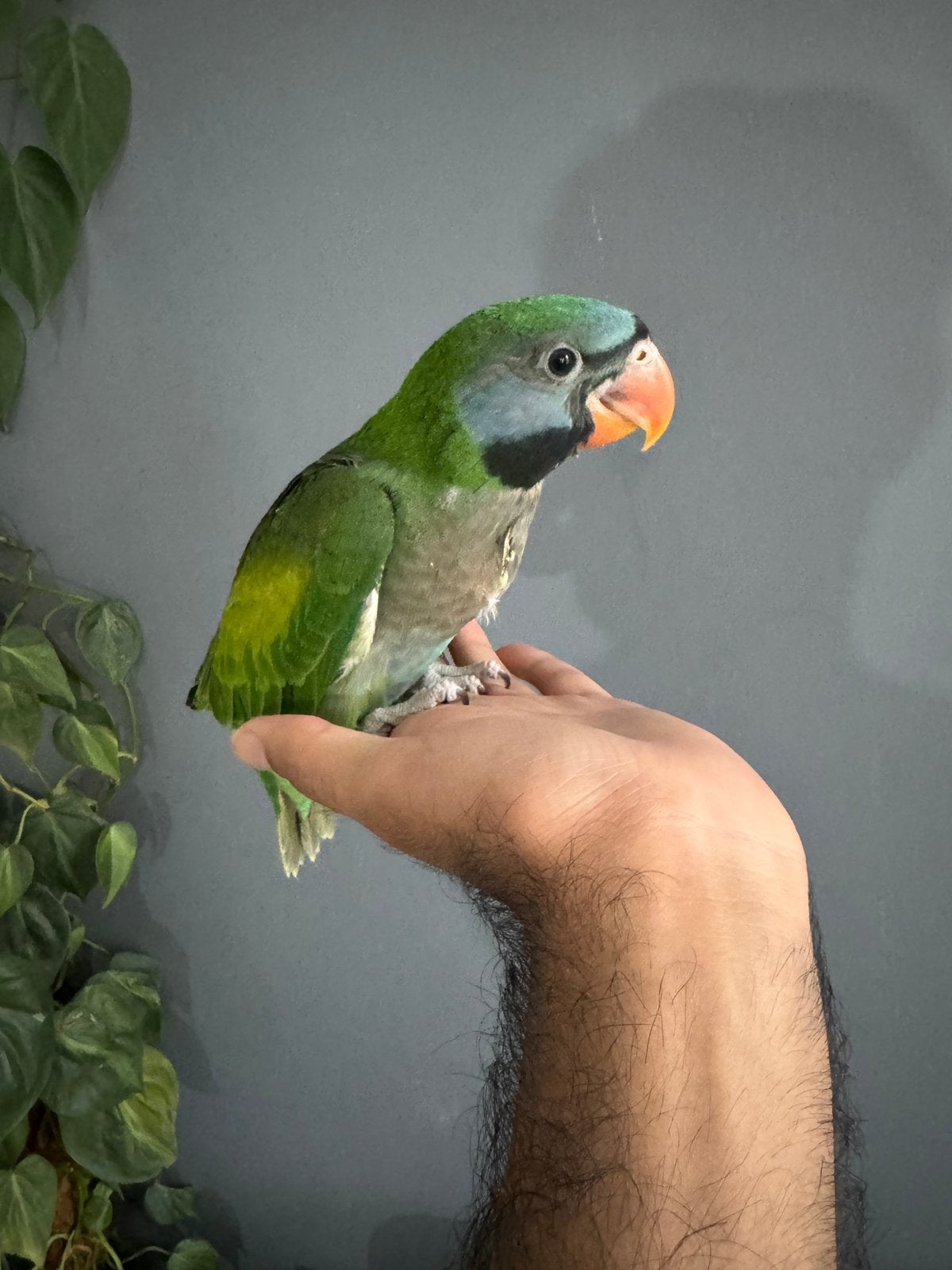 Super apprivoisée Bébé Perruche à moustache (Derbyan) EAM, Animaux & Accessoires, Oiseaux | Perruches & Perroquets, Perruche, Bagué