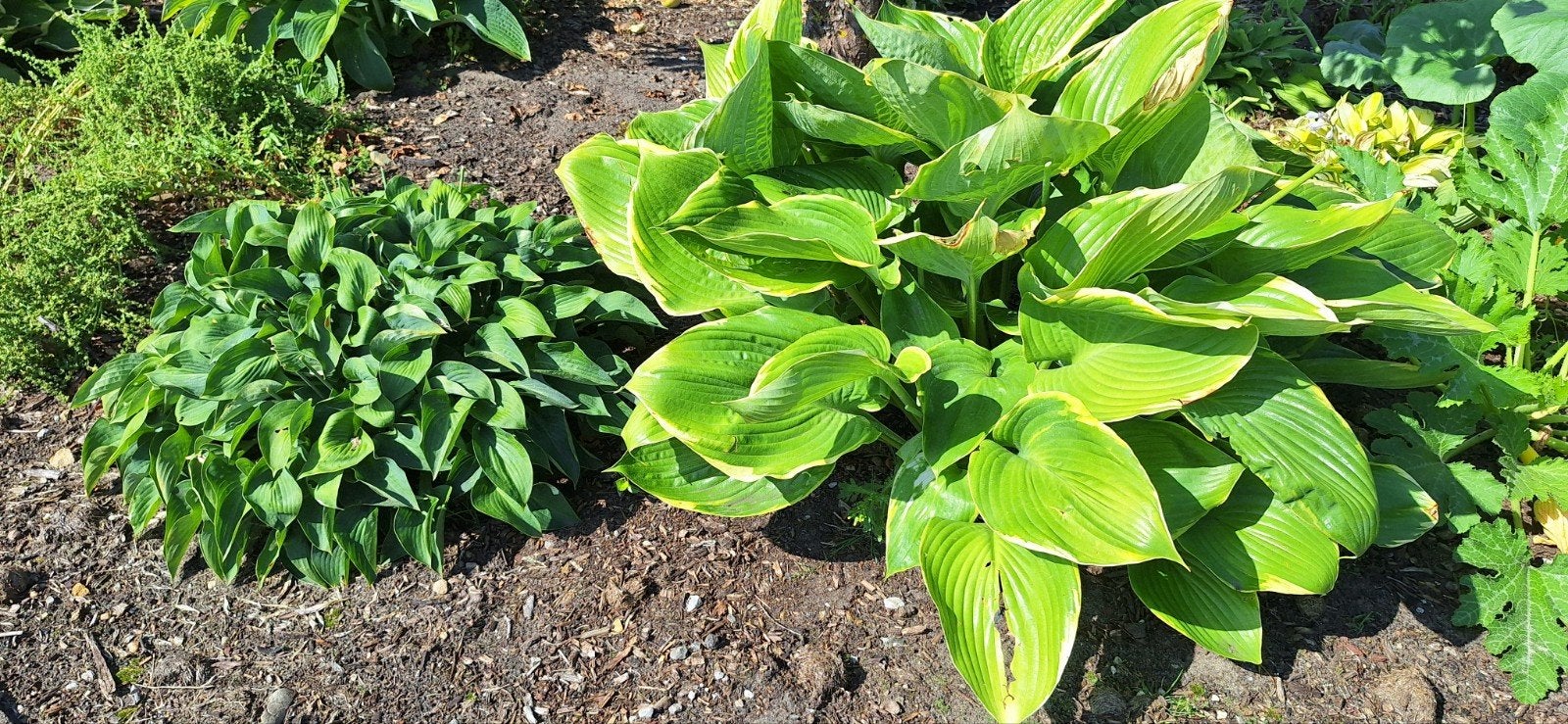 Grote hosta, Jardin & Terrasse, Enlèvement, Été, Plante fixe, Mi-ombre