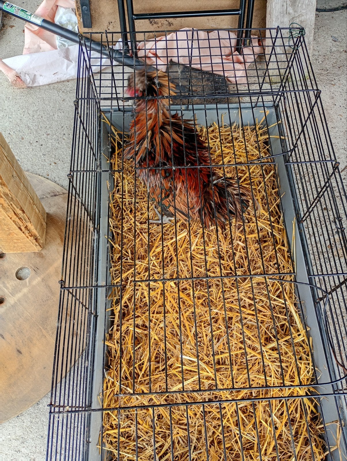 Padua krulveer koppel, Plusieurs animaux, Poule ou poulet