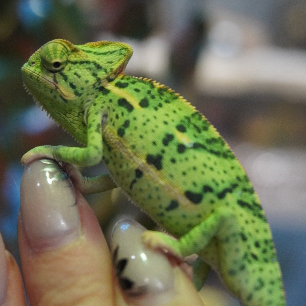 baby jemen kameleons, Hagedis, 0 tot 2 jaar