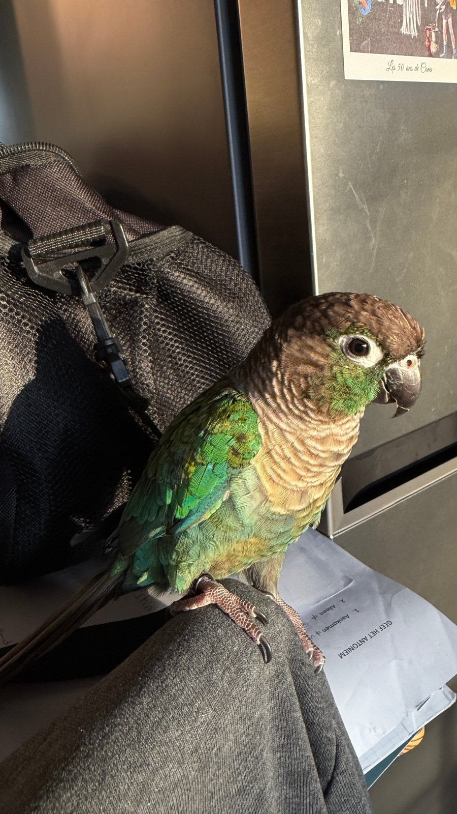 Conure Turquoise apprivoisée –Baguée, Mâle, Perruche, Bagué