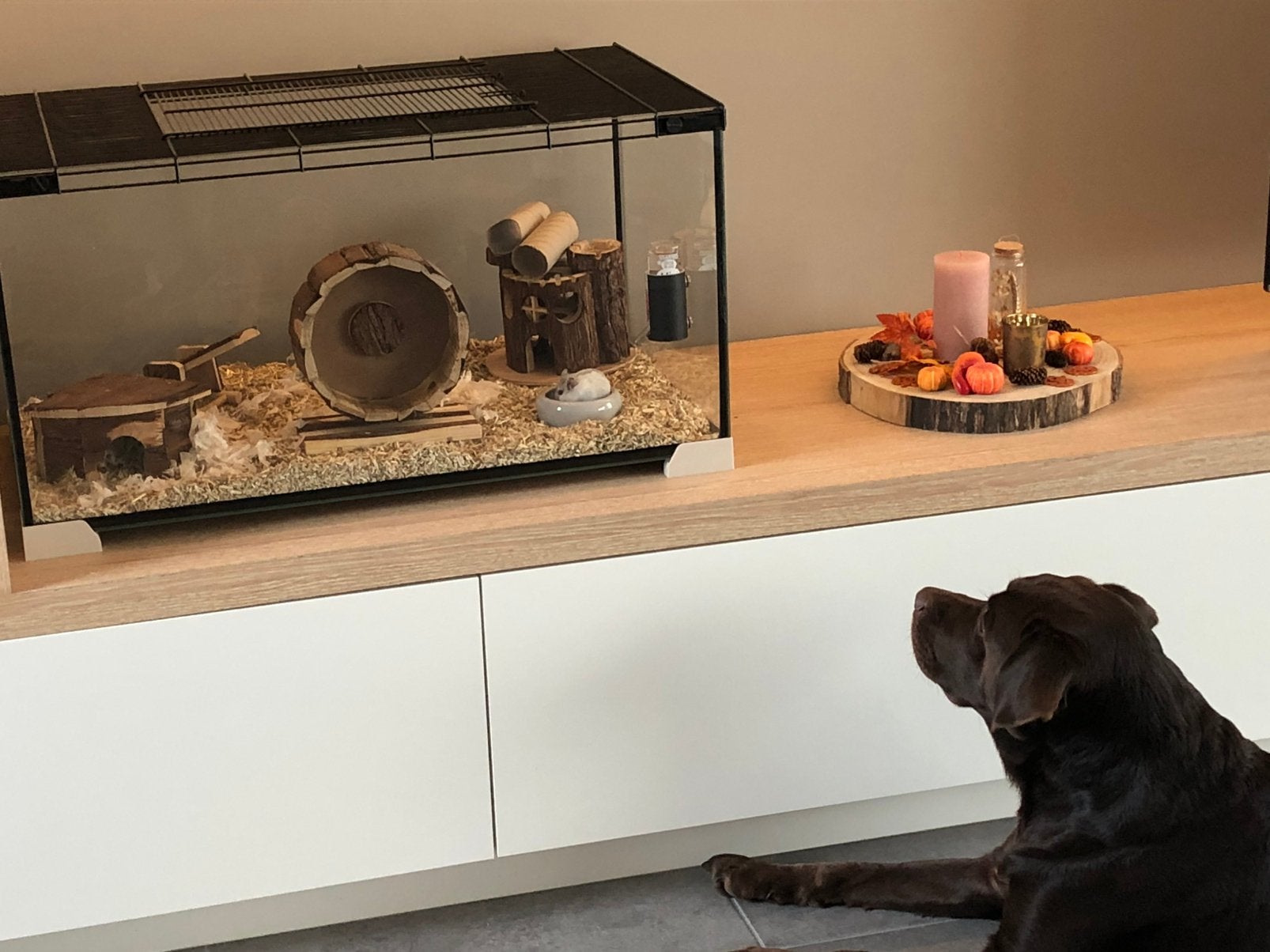 Terrarium, Kooi, Zo goed als nieuw, Hamster, 75 tot 110 cm