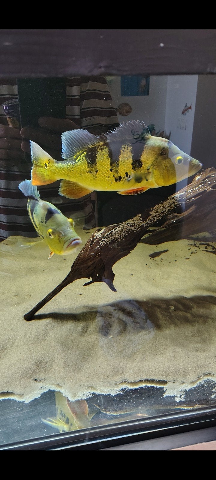 Kweekkoppel Cichla Kelberi te koop 35cm, Dieren en Toebehoren, Vis, Zoetwatervis