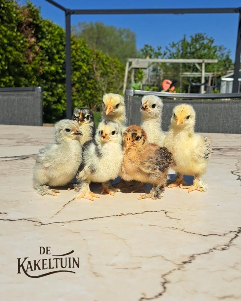 Cochin kriel kuikens - verwacht 31/05, Animaux & Accessoires, Volatiles