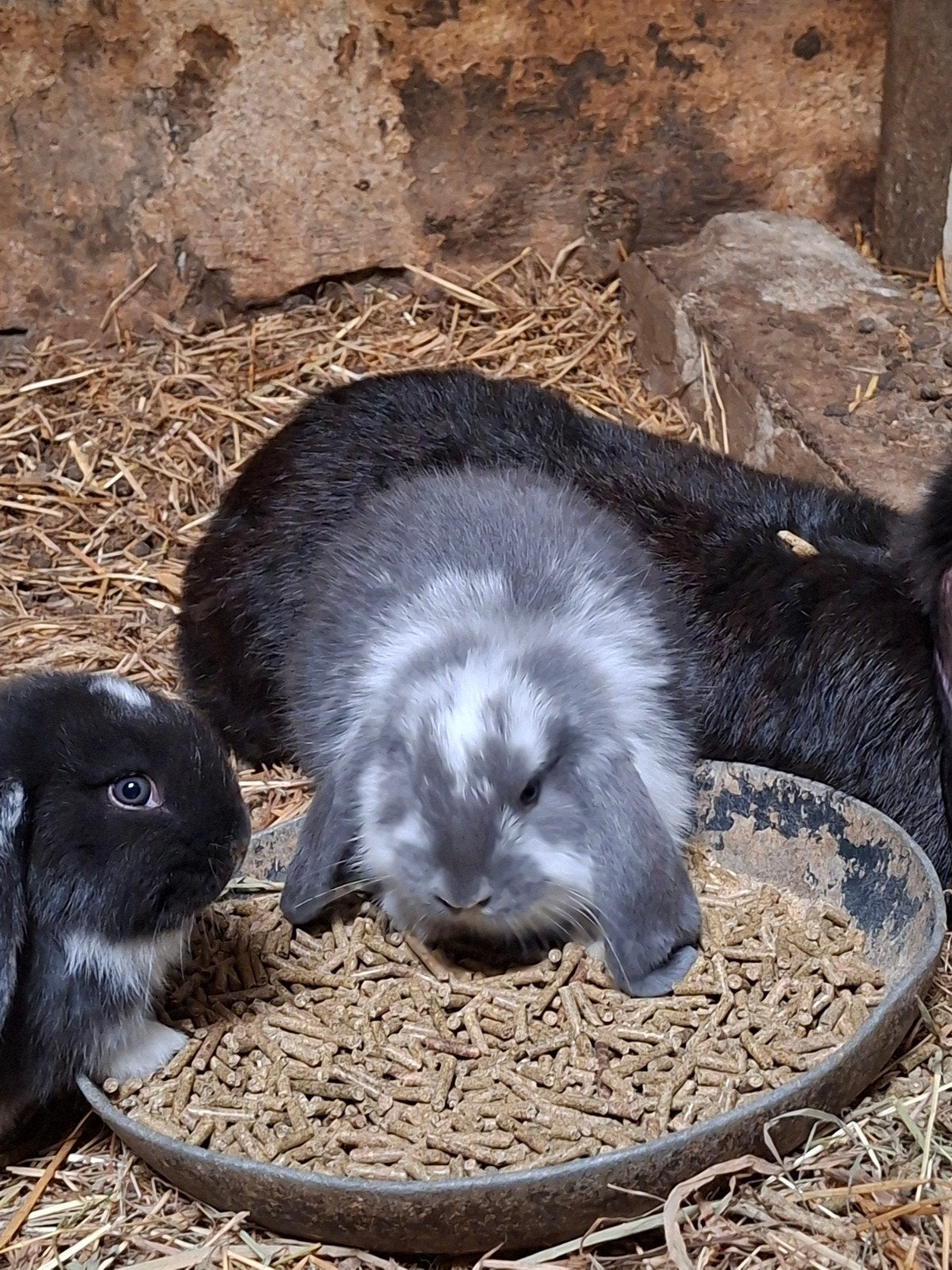 franse hangoren, Meerdere dieren, Middelgroot, Hangoor, 0 tot 2 jaar