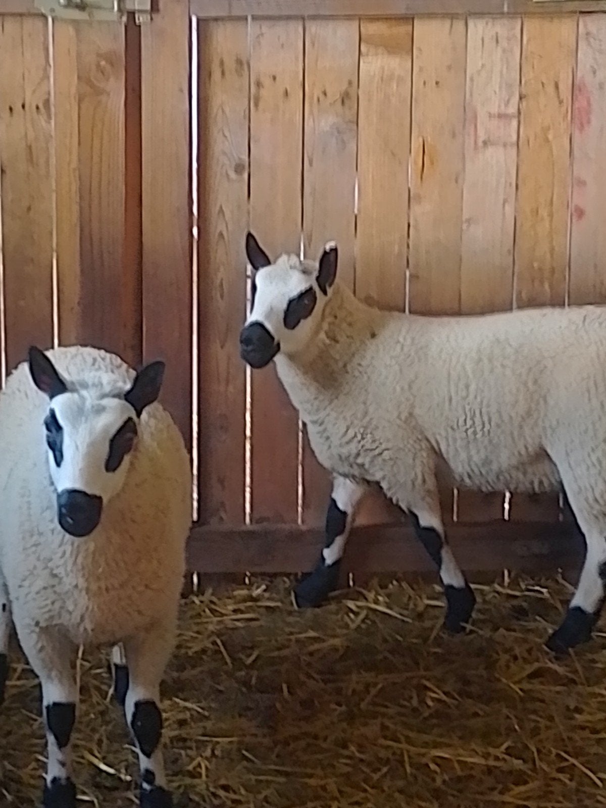 Jonge Kerry hill rammen, Mannelijk, Schaap, 0 tot 2 jaar