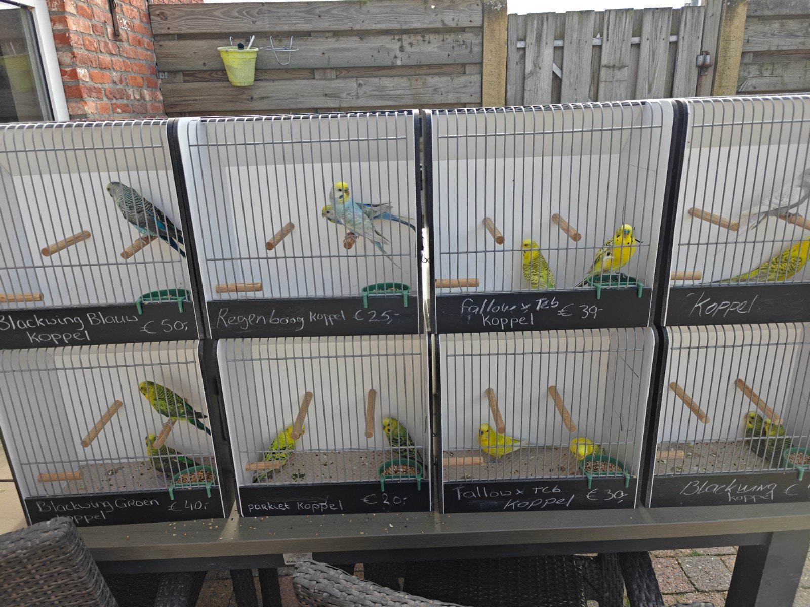 kleurgrasparkieten tcb, regenboog, fallow, Blackwing, Dieren en Toebehoren, Meerdere dieren, Parkiet